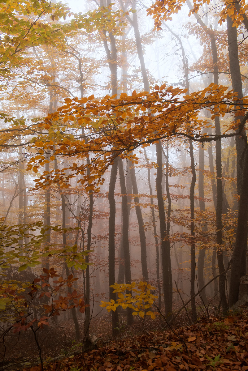 Осенний крымский лес